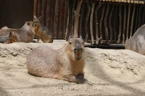 고베 여행 추천 고베 동물왕국