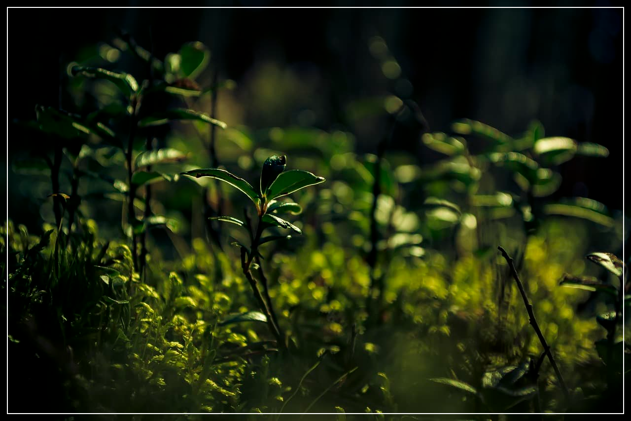 지구는 정말로 자정 능력을 잃었을까? 기후변화와 생태계 복원력에 대한 최신 연구