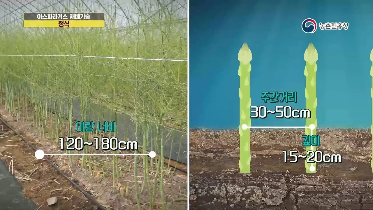 아스파라거스 재배 이식 시기 순 수확 내한성 관리_3