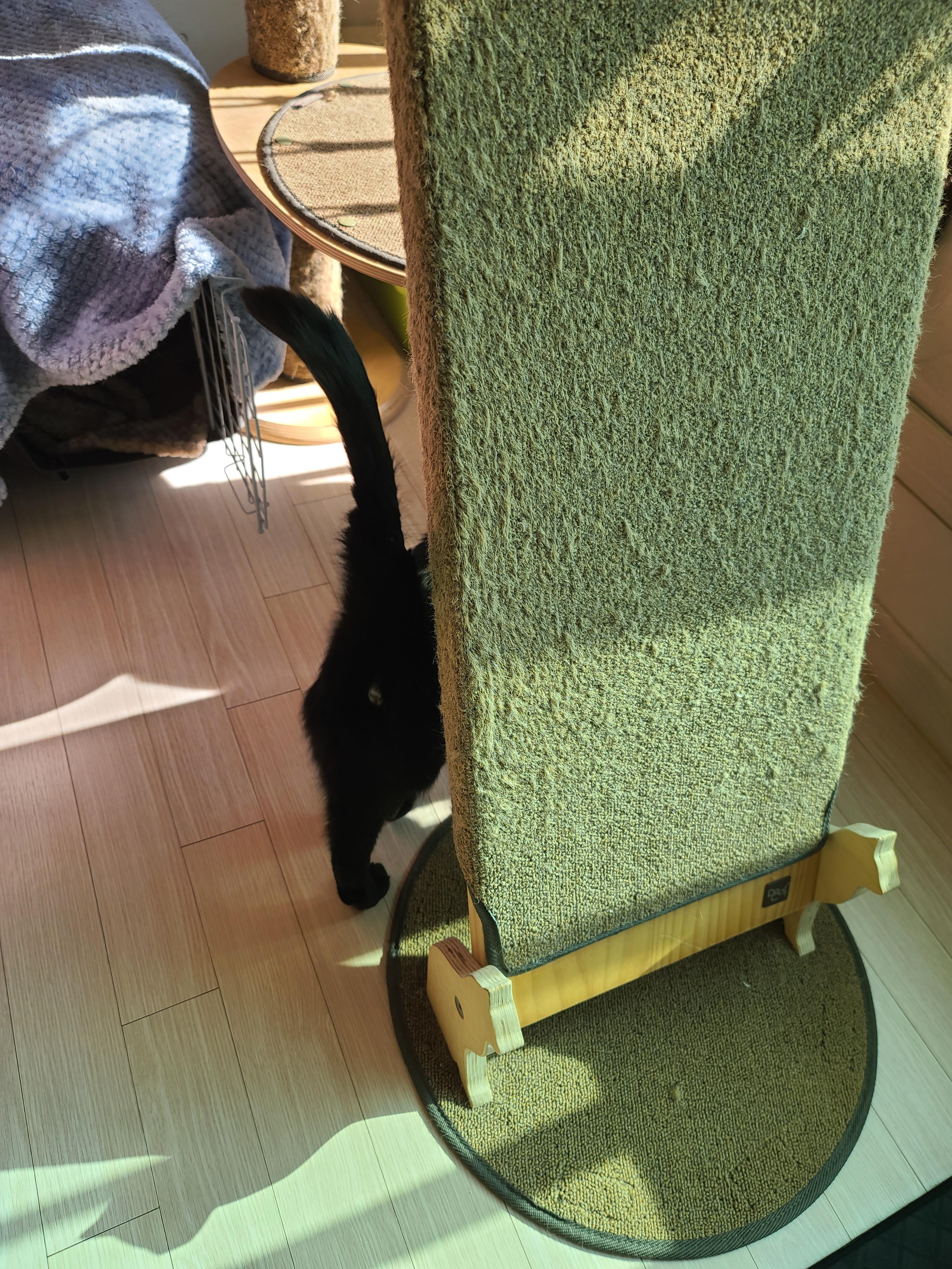 엄마랑 같이 걸으면서 수다스런 고양이 건 ㅋ(feat.아이컨택은 기본)