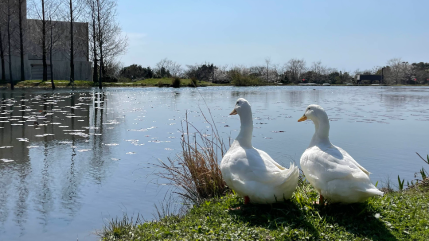 대형 연못앞 거위2