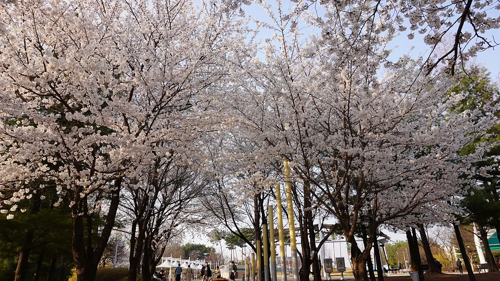 평택 송탄유원지벚꽃