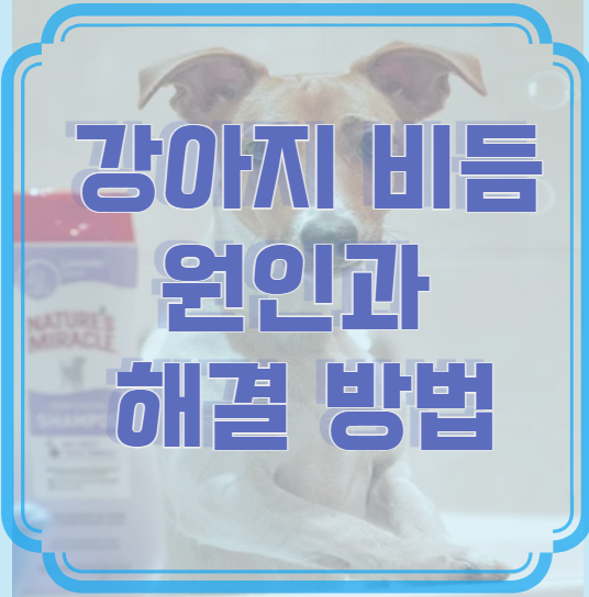 강아지 비듬 원인과 해결 방법