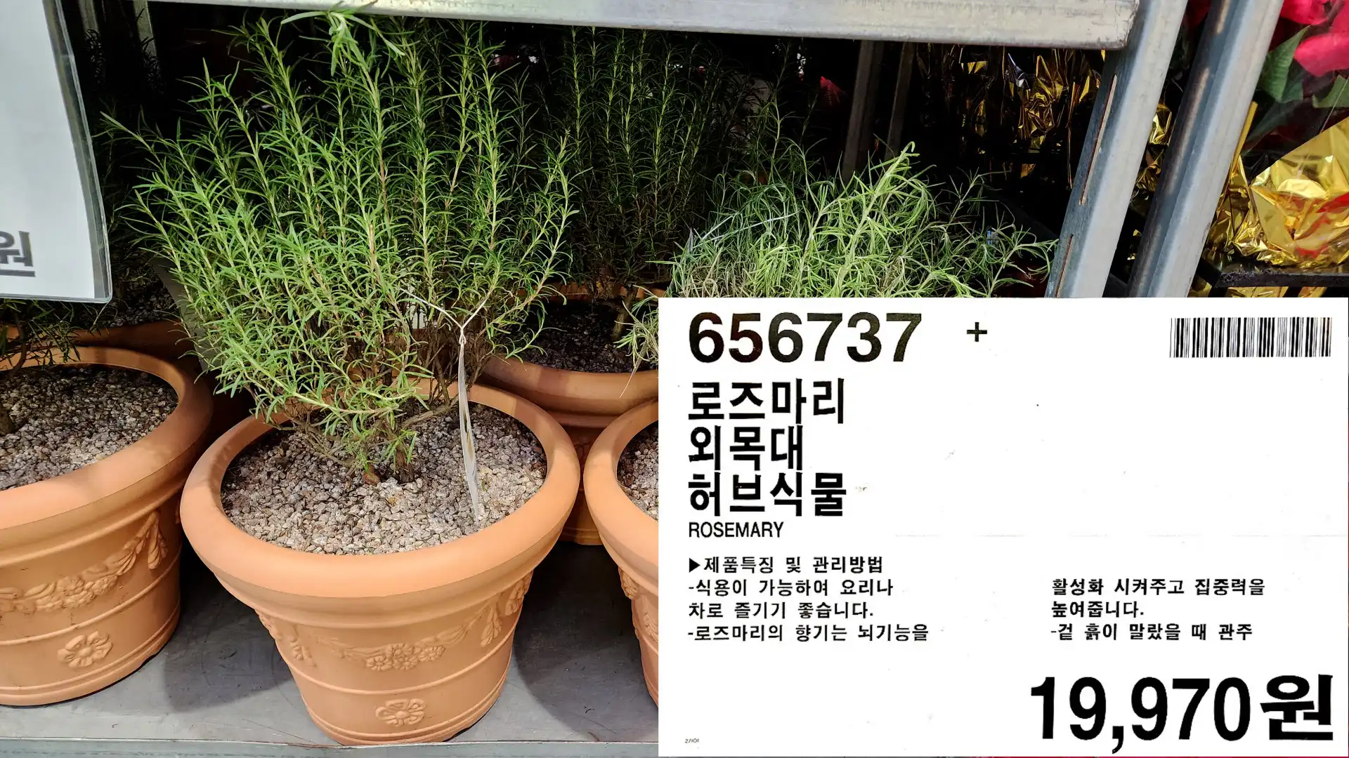 로즈마리
외목대
허브식물
ROSEMARY
▶제품특징 및 관리방법
-식용이 가능하여 요리나
차로 즐기기 좋습니다.
-로즈마리의 향기는 뇌기능을
활성화 시켜주고 집중력을
높여줍니다.
겉흙이 말랐을 때 관주
19,970원