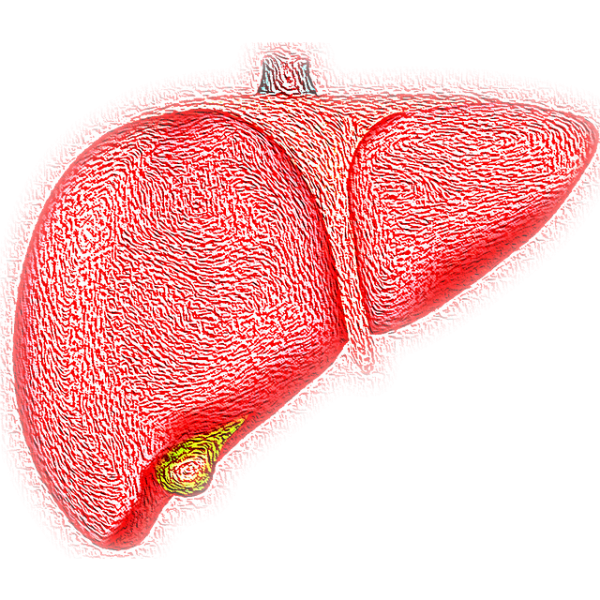 ๊ฐ์ ์ข์ ์์ TOP 7 – ์์ฌ๋ค์ด ์ถ์ฒํ๋ ๊ฐ ๋ณดํธ ์๋จ๊ณผ ์ญ์ทจ ํ