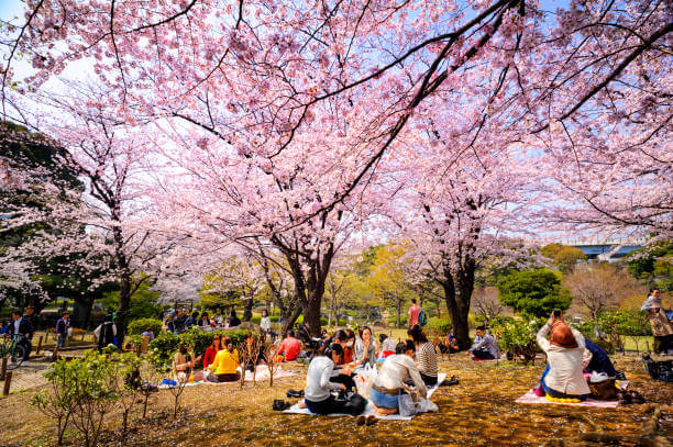 오늘부터 1일되는 가성비 좋은 벚꽃놀이 건강 도시락 & 간식
