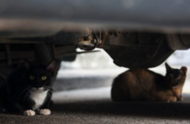차량 하부 고양이