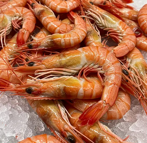 새우-철은-언제인가요