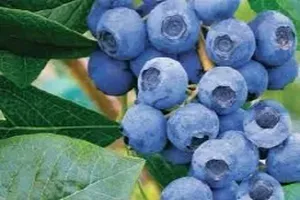 블루베리
