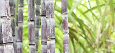 폴리코사놀의효능