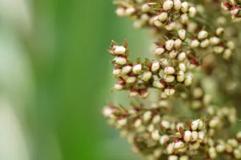 수수 가격 및 효능&amp;#44; 영양성분과 부작용