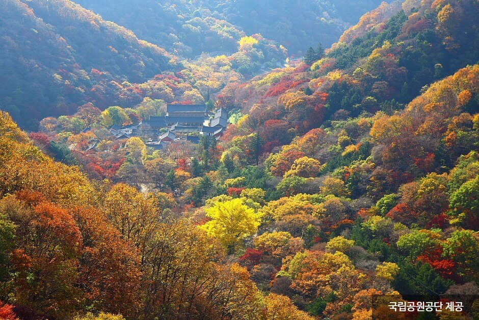 내장산 국립공원 단풍