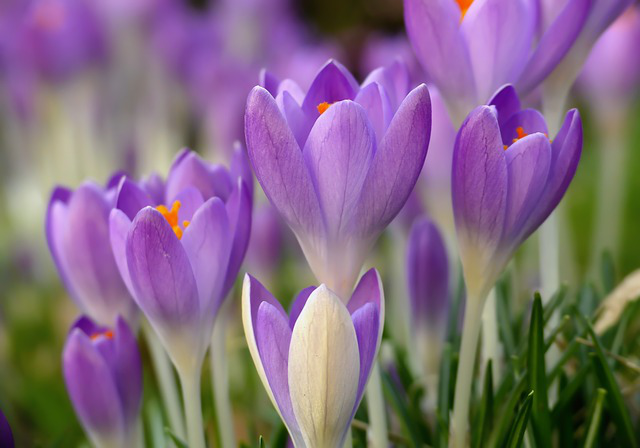 Purple Crocus