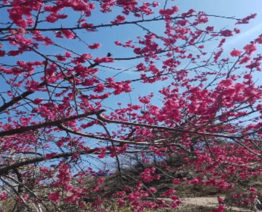 2024 양산 원동 순매원 매화축제 기간 및 장소 기차 셔틀버스 알아보기