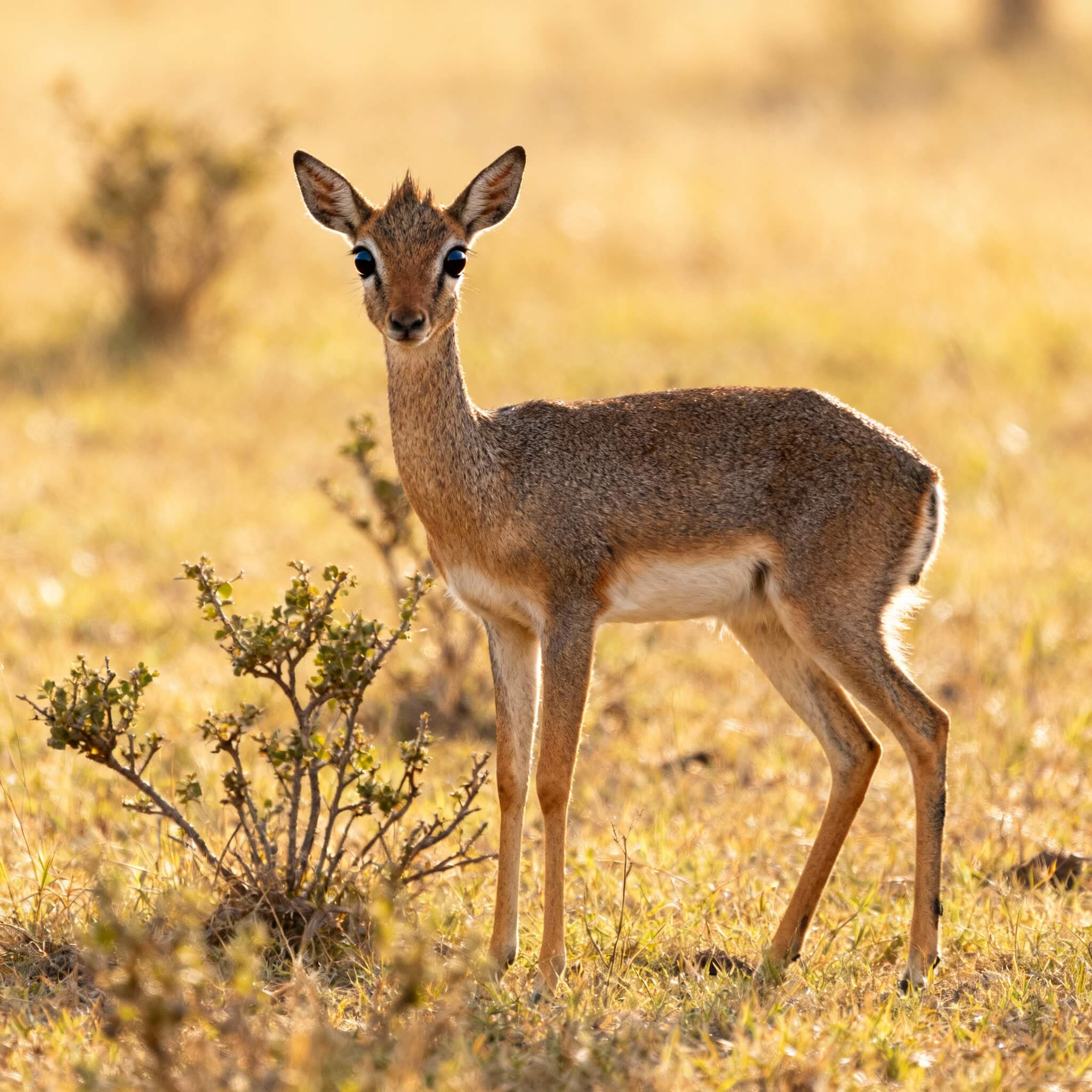 딕딕 영양(Dik-Dik Antelope) 반려동물 관리법 종합 매뉴얼
