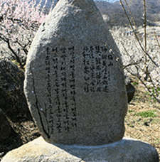광양매화축제 주차장 입장료
