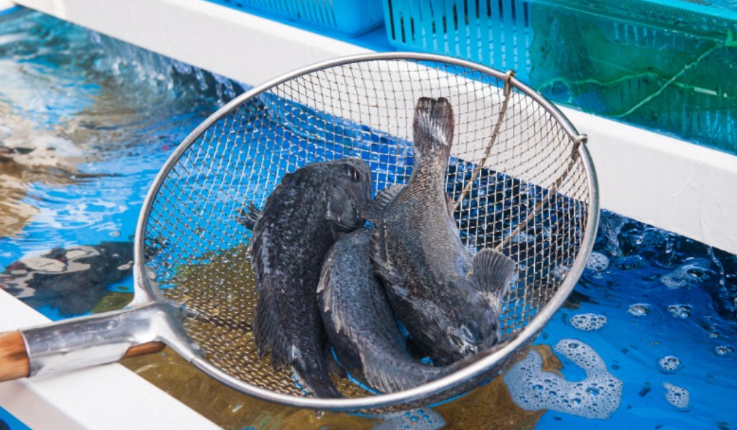 계절별로 효과적인 어종과 방법