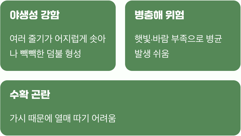 왜 가지치기가 선택이 아닌 필수일까?