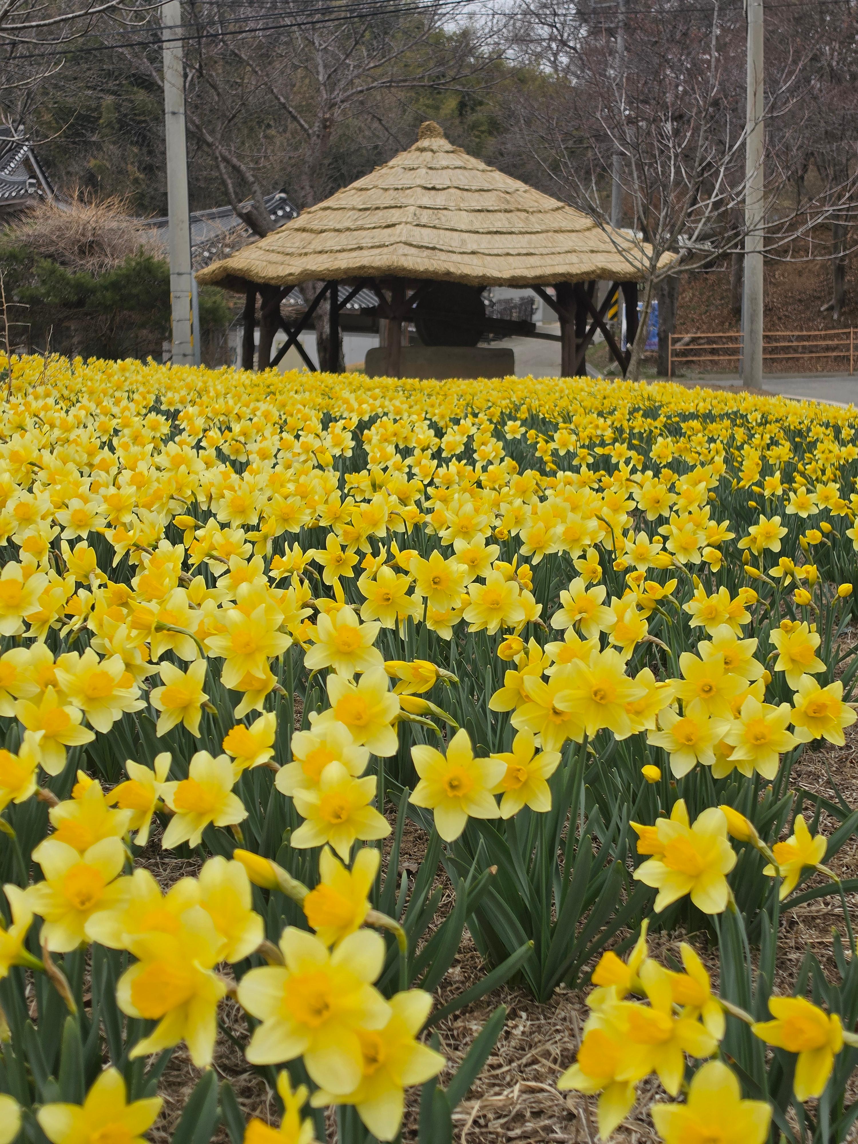 홍성 거북이마을 수선화 명소 수선화축제