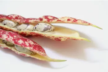 호랑이콩 효능 및 영양성분&amp;#44; 가격