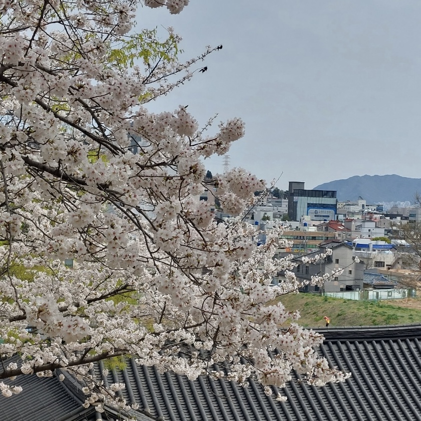 김해_연지공원_벚꽃_개화현황