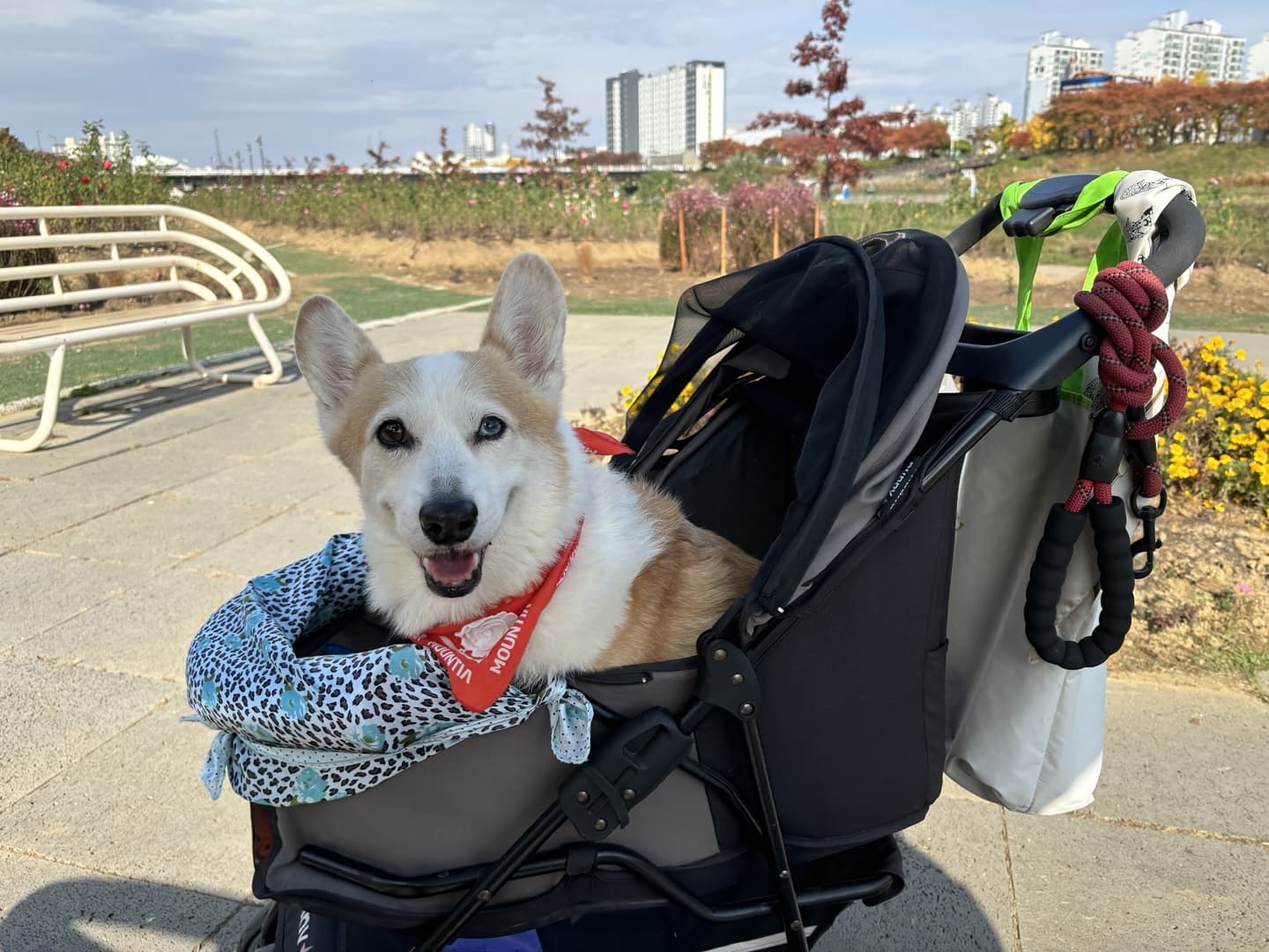 반려동물 유모차의 유래와 발전