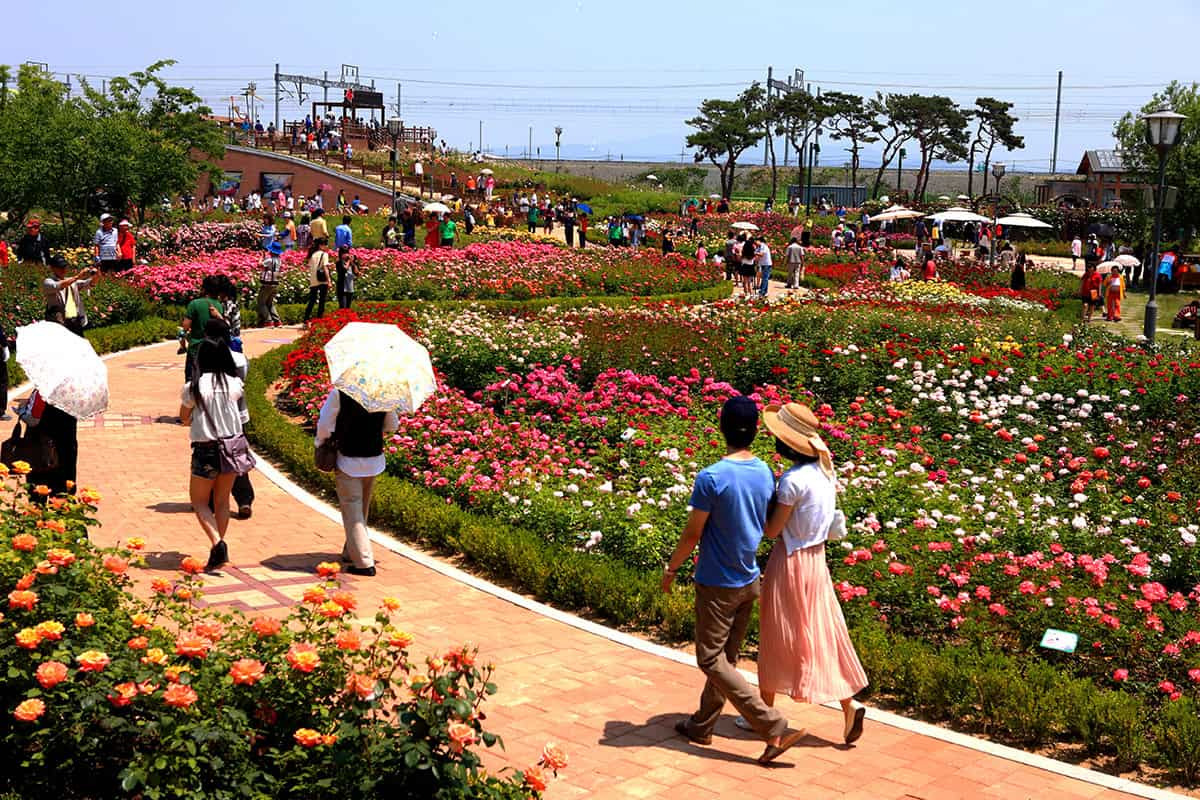 2025 곡성 세계장미축제