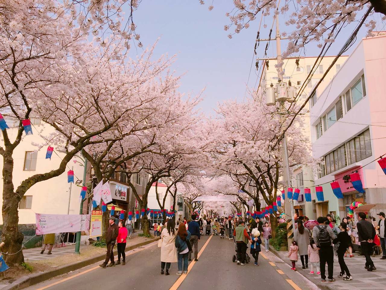 제주 왕벚꽃 축제 일정