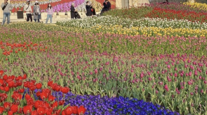 에버랜드 튤립축제 주차장