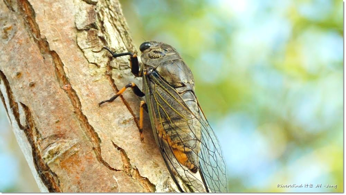 말매미, Korean Blackish Cicada