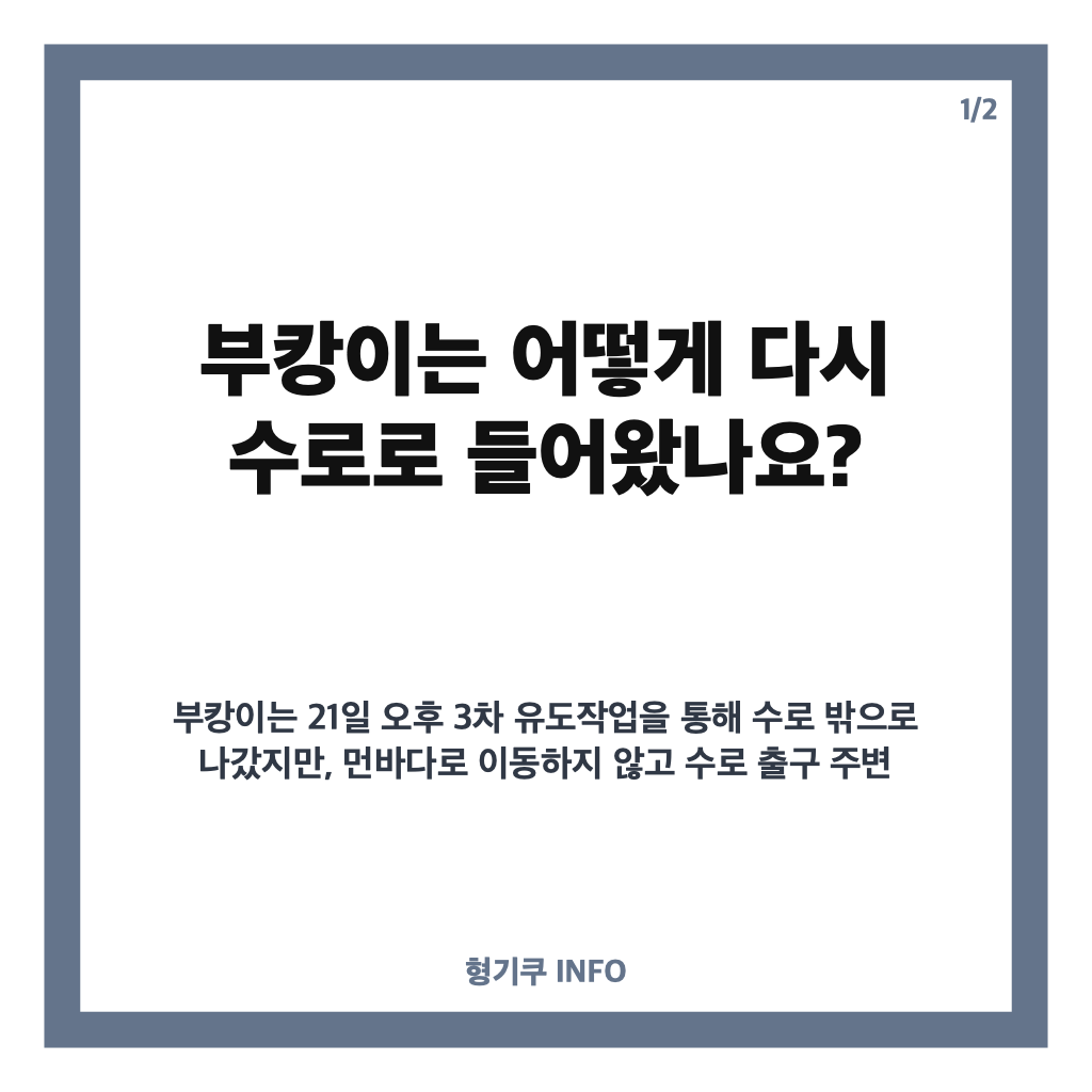 부캉이 재진입, 부산 북항 수로로 돌아온 경위와 현재 상황 카드뉴스 1