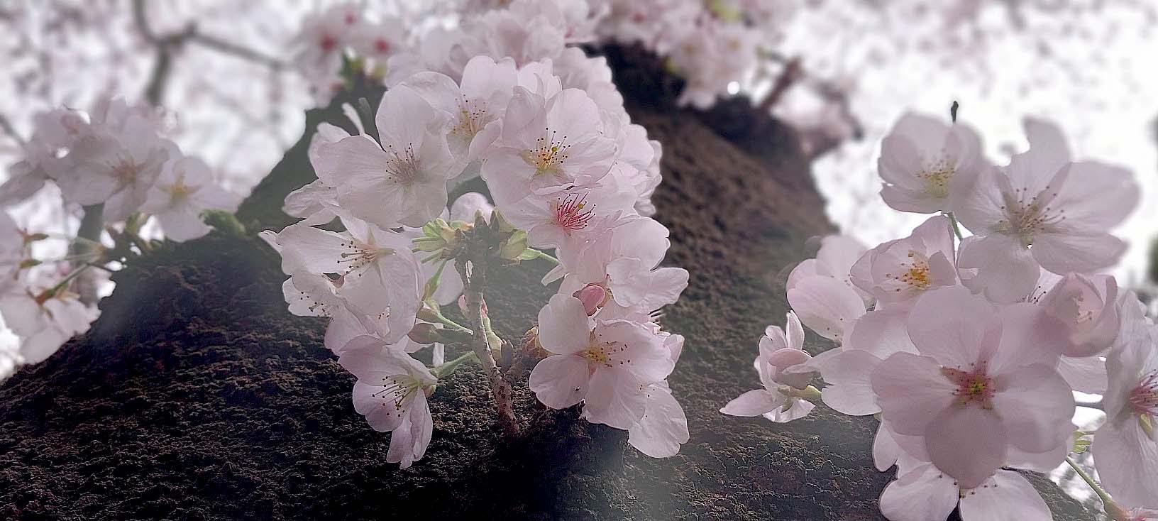 벚꽃이 춤추는 제주의 봄