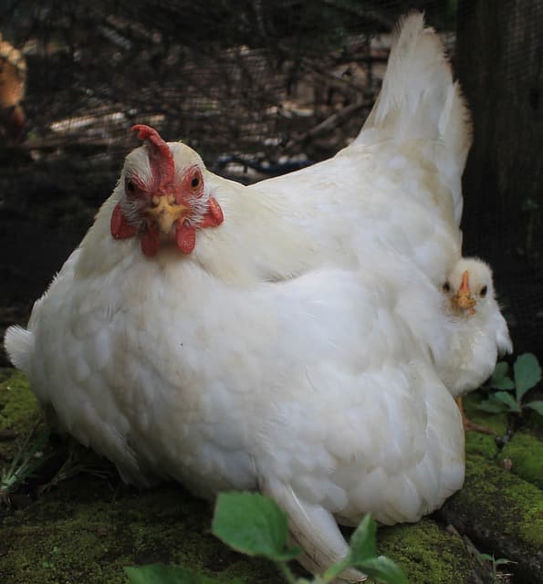 브로딩이란? 닭이 알을 품는 시기와 변화