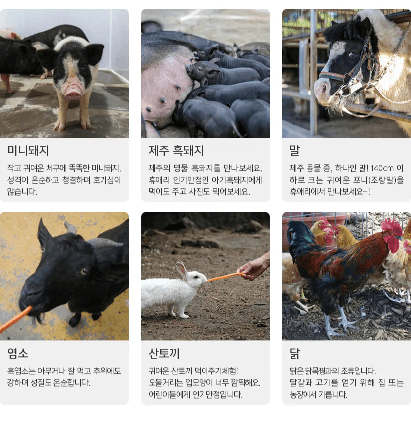 동물 먹이주기 체험