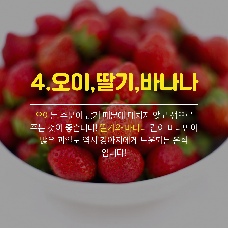 강아지에게 좋은 음식 BEST