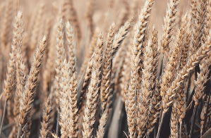 보리차 효능 및 부작용, 물대신 괜찮을까? (하루 권장량)