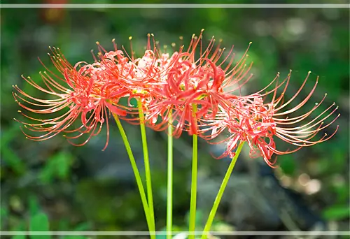 영광 불갑산 상사화축제