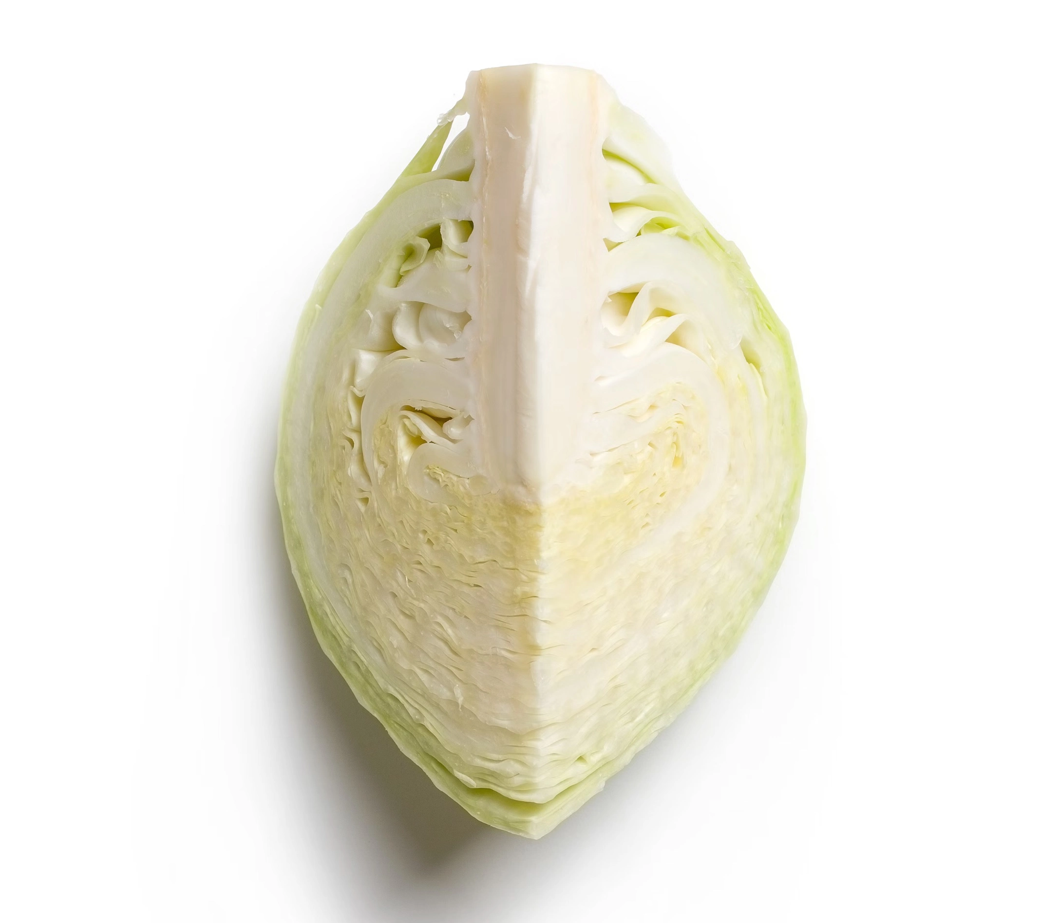 저속노화 양배추