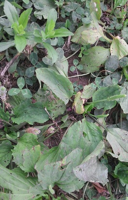 차전자피의 효능 핵심은 '이것'