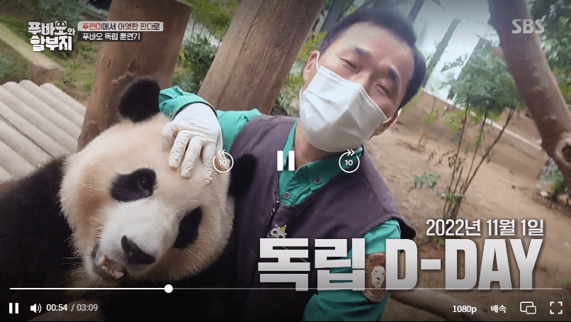 푸바오와 할부지 재방송