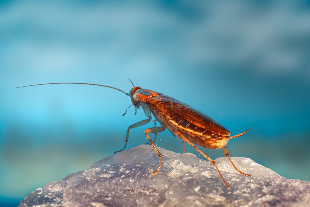 Cockroach.