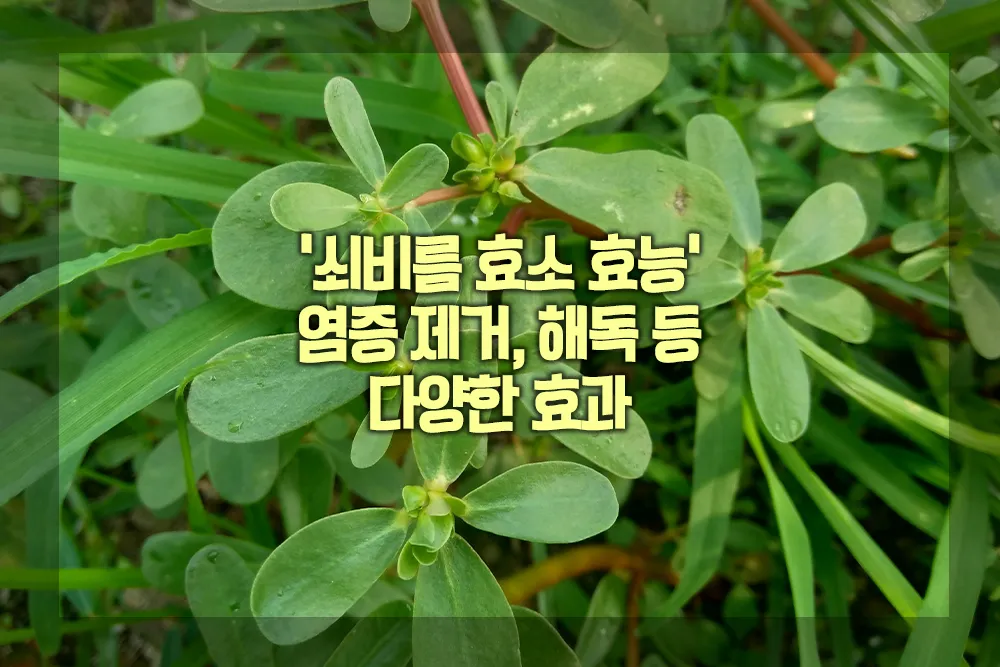 쇠비름 효소 효능 염증 제거 해독
