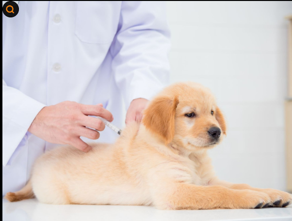 강아지 아토피 완치 가능할까? 지금 당장 해야 할 해결법 공개