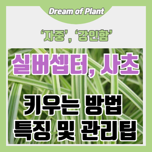 실버셉터 키우는 방법 썸네일 이미지
