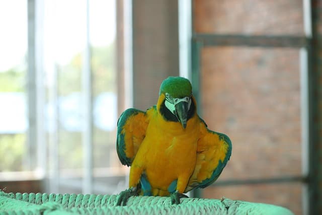 앵무새와 대화하는 즐거움! 언어 훈련 꿀팁 공개