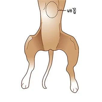 배보다 배꼽이 더 크다 뜻과 영어 속담 표현 안내집_14