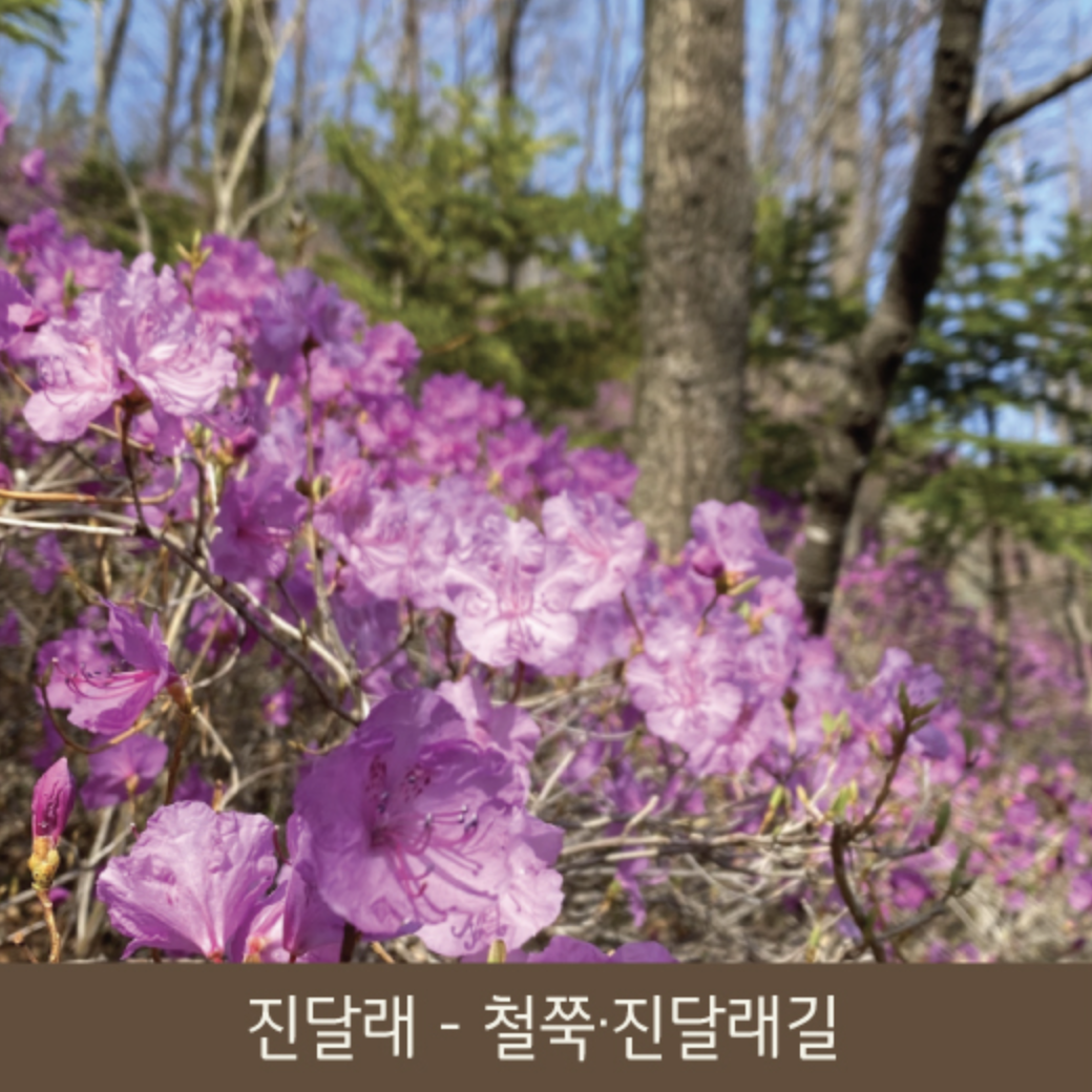 화담숲 봄 수선화 축제