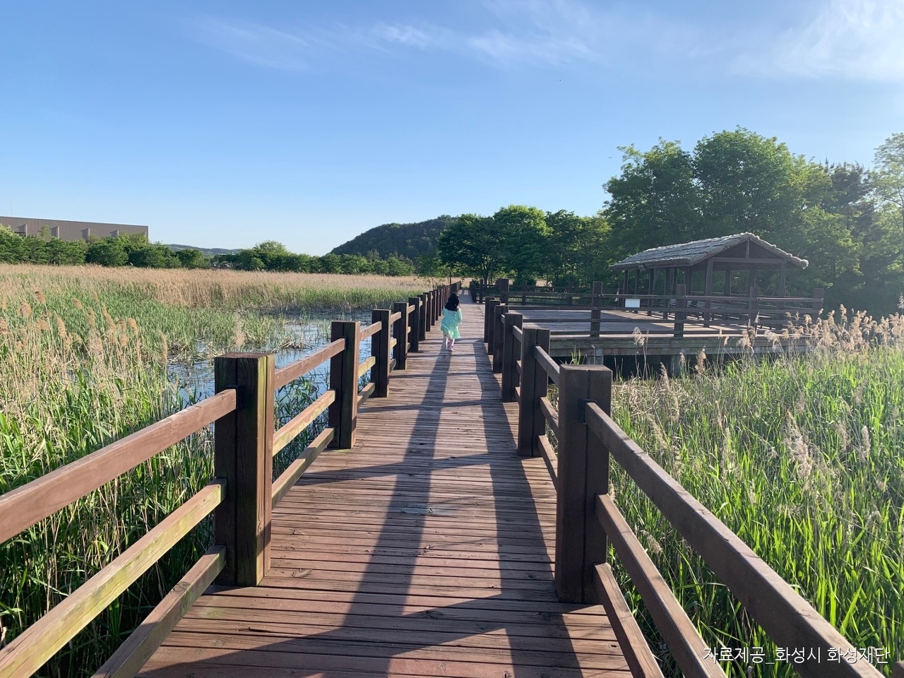 비봉습지공원 억새