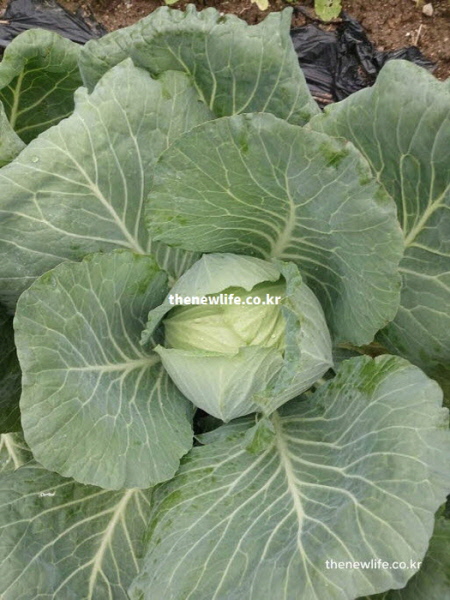 양배추 효능 요리 활용 영양 가치