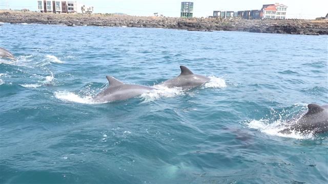 이상한 변호사 우영우 드라마 촬영지 (팽나무, 웨딩, 낙조, 제주도) 제주 돌고래 출몰지역 스팟
